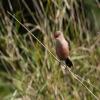 Common Waxbill